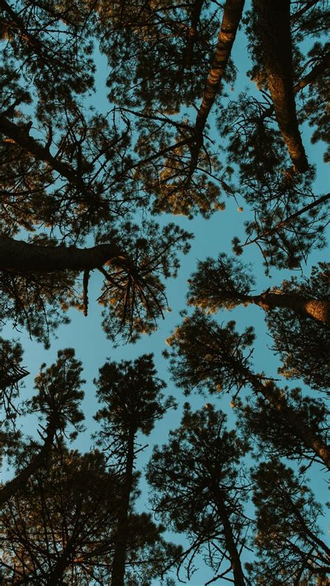 Download Wallpaper 540x960 Forest Trees Sky Bottom View Samsung