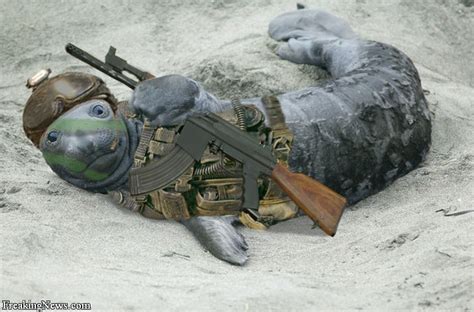Funny Animals With Guns New Pictures 2013 Funny And Cute