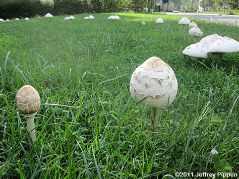 North Carolina Mushrooms Fungi