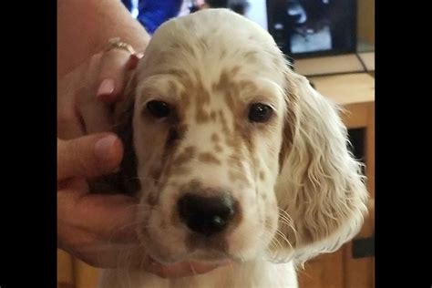 Covenant English Setters Puppies For Sale