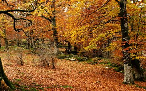 Landscapes Trees Forest Woods Autumn Fall Leaves