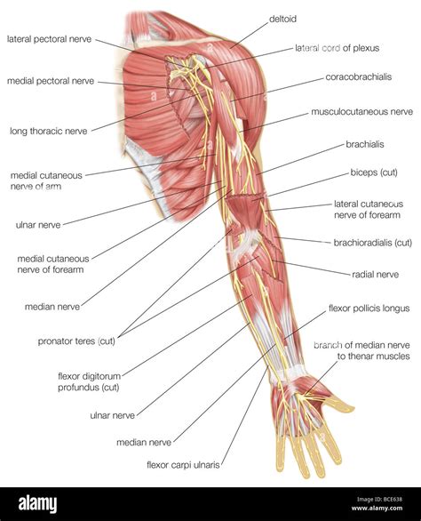 Anterior View Of The Left Arm Showing Median Ulnar And Radial Stock