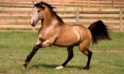 The american buckskin registry association was established in 1962 and the international buckskin registry was founded in 1970, (now the. Is Buckskin a Color or a Breed of Horse? - THE THINKING ...