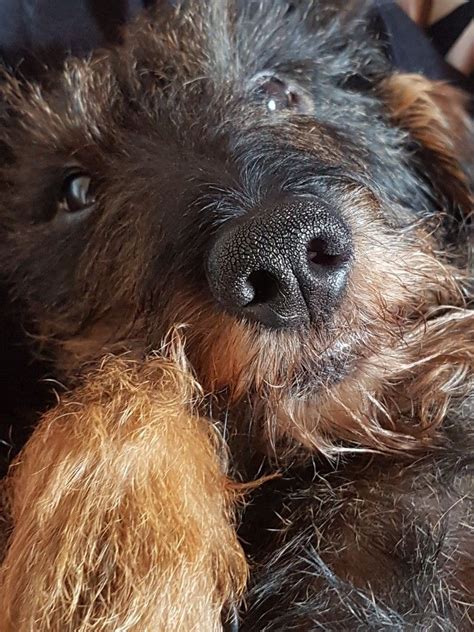 If done correctly, bathing and grooming your dog can be a fun. Curly Haired Dachshund - Trendy Hairstyle Ideas for in ...