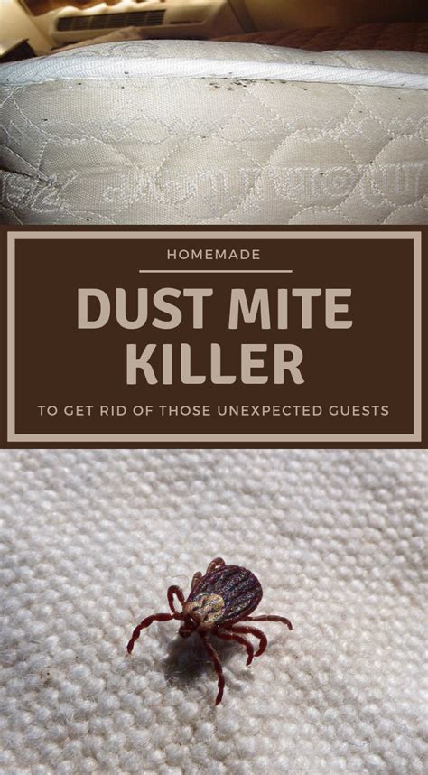 How to treat cochineal scale on cactus. Pin on Cleaning