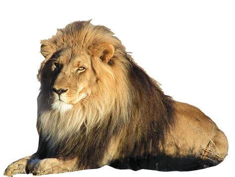 Lion Png Transparent Images Png All