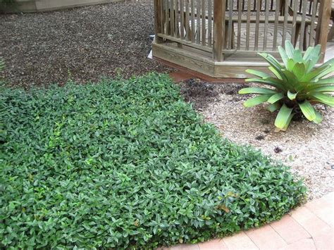 Ground Cover Bushes Evergreen Ground Cover Good