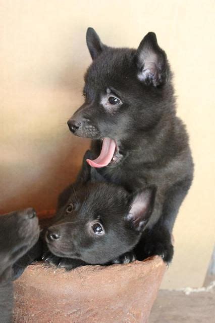 Schipperkes Schipperke Dog Schipperke Schipperke Puppies