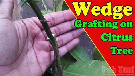How To Wedge Graft In Citrus Tree By Grafting Examples Youtube