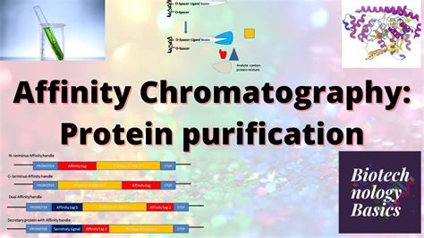 Affinity Chromatography Protein Purification Youtube