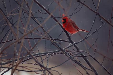 Northern Cardinal Bird A Birds Delight