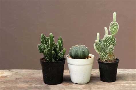 How To Grow Cactus Faster 5 Tips For Better Growth Cutting Edge Plants