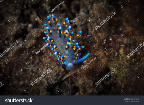 Blue Costasiella Sp2 Nudibranch Stock Photo Edit Now 1261971868