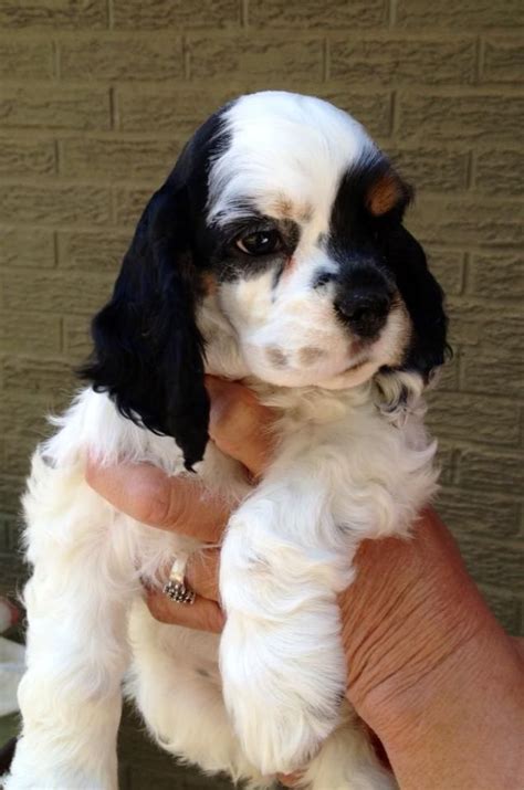 Parti color cocker spaniel puppies for sale. Parti Cocker Spaniel Puppies