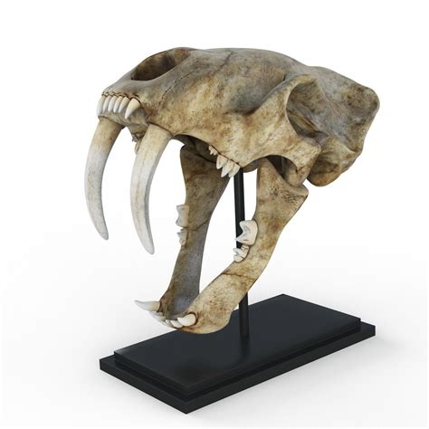 3d Saber Tooth Tiger Skull In 2020 Tiger Skull Sabertooth Skull