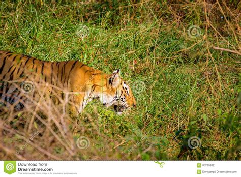 Tiger Roaming Wild Stock Photo Image Of Beautiful Corbett 65269812