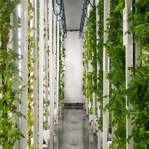 Singapore A City Of Skyscrapers And Little Land Turns To Farming Wsj