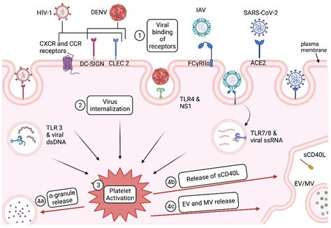 Ijms Free Full Text Platelet Released Factors Their Role In Viral Disease And Applications