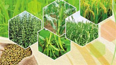 Third Advance Estimates Of Production Of Major Crops For 2018 19 Released