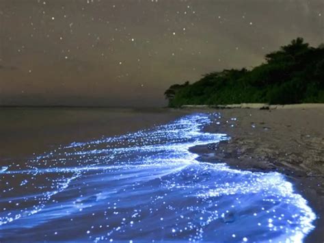 Bioluminescent Beach Glowing Beach Of Maldives
