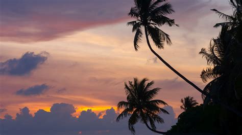 Palm Trees At Sunset Hd Desktop Wallpaper Widescreen High