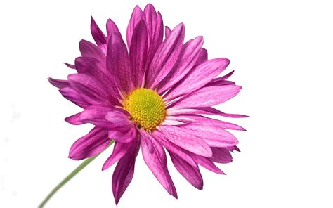 Flowers For Purple Flowers White Background Pink Daisy Wallpaper