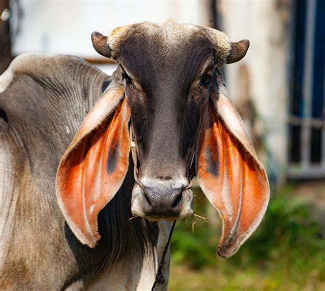 Brahman Cattle Cows With Long Ears Sad Cow The Brahma Have Long Ears And Baggy Skinthey