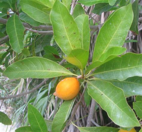 We did not find results for: Canistel, POUTERIA CAMPECHIANA