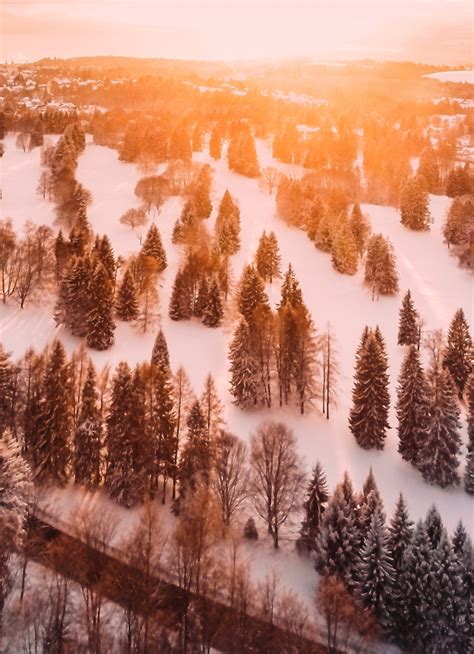 Download Wallpaper 840x1160 Sunrise Cold Forest Pine Trees Morning