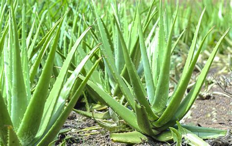 Top Different Uses Of Aloe Vera Plant A M P Floracel