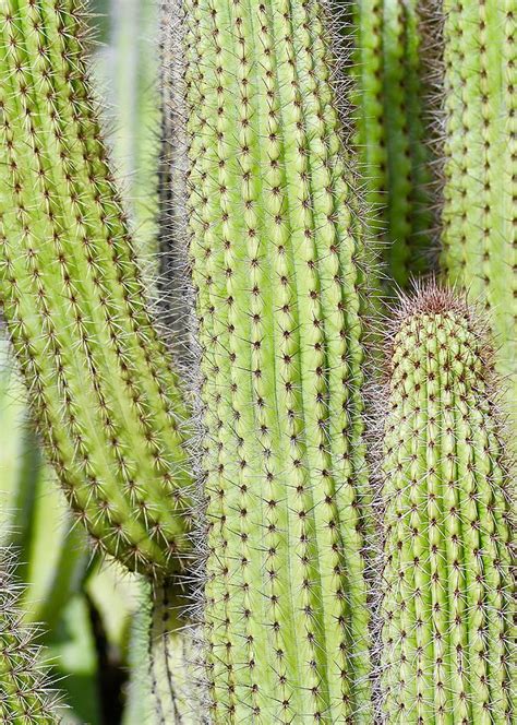 Cactus Texture Vertical Photograph By Jill Klaver Pixels
