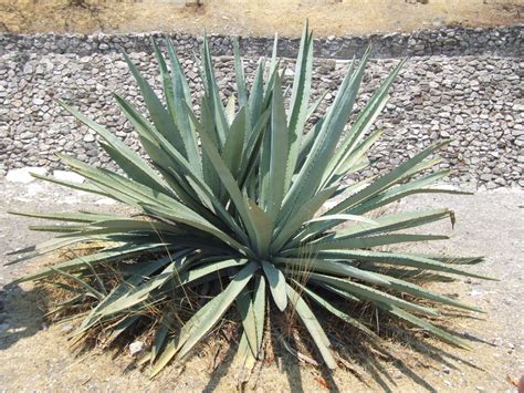 A wild aloe vera could grow as big as a metre across. Aloe Vera in der alternativen Medizin ⋆ Wegweiser Pinzgau