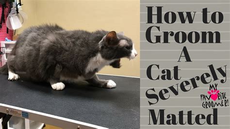 For large matted areas, or mats that are close to the skin, an electric clipper is the best tool to use to remedy the matting issue. Grooming an extremely matted cat - YouTube