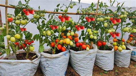 The Easiest And Most Fruitful Way To Grow Tomatoes For Beginners