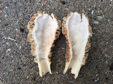 7 Best Morel Mushroom Hunting Tips As Season Set To Explode In Michigan