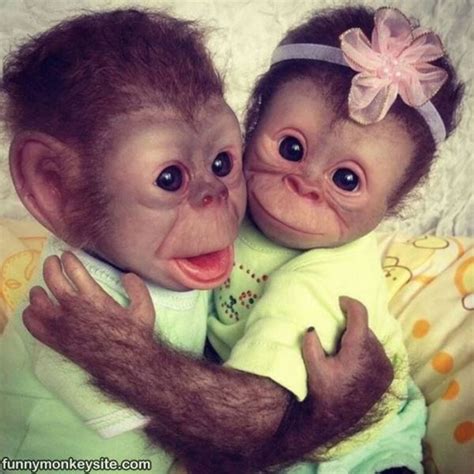 Baby Monkeys Are The Cutest Creatures 20 Photos Funny Monkey Pictures