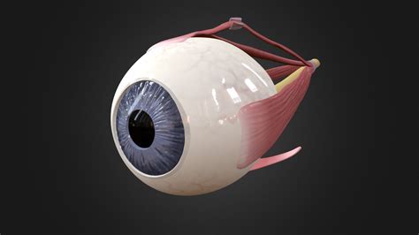 Muscles Of The Orbit Eye 3d Model By Lissiecowley Lissiecowley