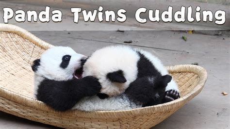 Baby Panda Twins Cuddle Each Other In The Basket Ipanda Youtube