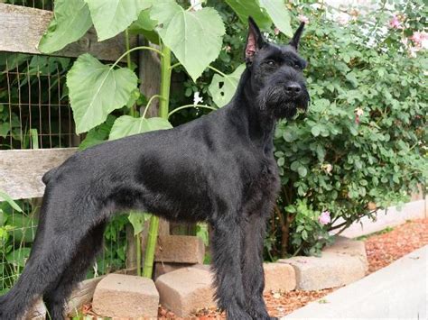 With their breeder, waiting for you! Giant Schnauzer For Sale - Yasmine von Prufenpuden
