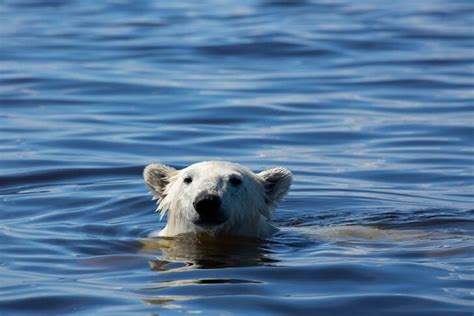 Polar Bear Water Fight Bbc Earth