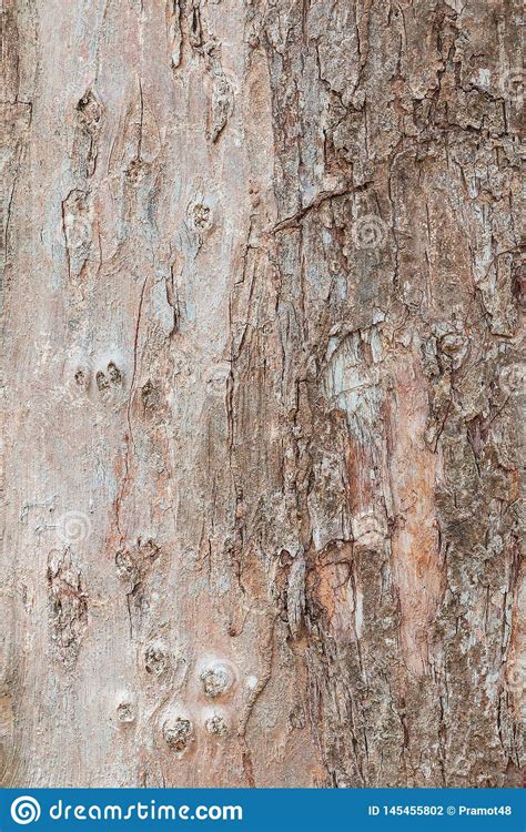 Tree Trunk Nature Bark Texture Pattern Wood For