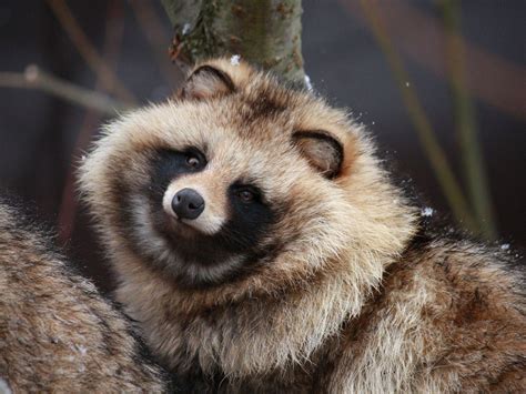Pin By はじめーと On アニマル Weird Animals Cute Animals Japanese Raccoon Dog