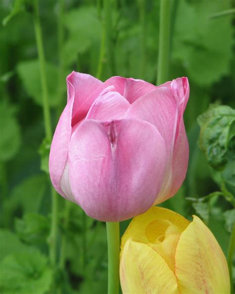 Filepink Tulip Flower Wikimedia Commons