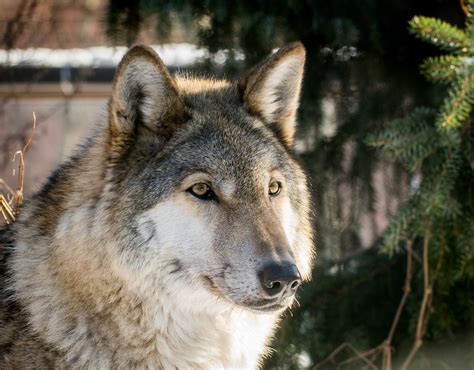 50 Breathtaking Wolf Photos · Pexels · Free Stock Photos