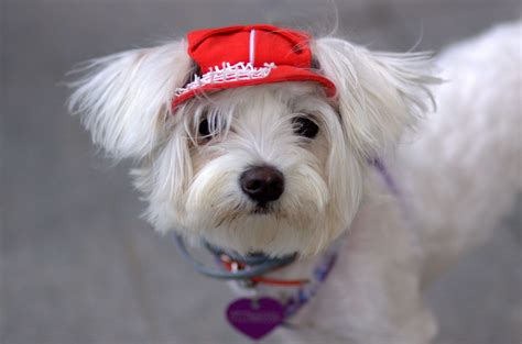 Free Images Puppy Cute Cap Vertebrate Dog Breed Maltese Bichon