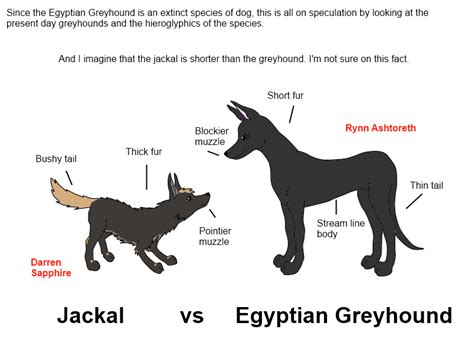 Canine Art Jackal Vs Egyptian Greyhound — Weasyl