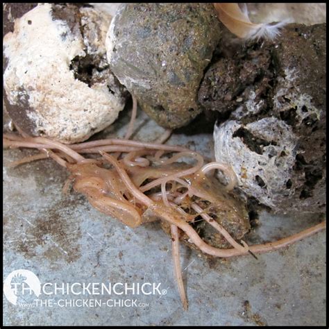 Control And Treatment Of Worms In Chickens The Chicken Chick®