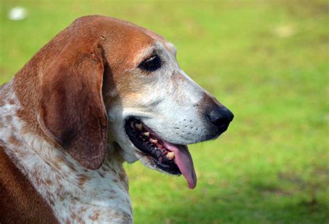 9 Dog Breeds With The Loudest Bark