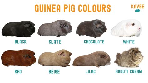 The Ultimate Guide To Guinea Pig Breeds Markings And Colors 2023