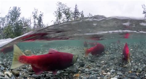 Salmon Migration Archives Alaska Magazine